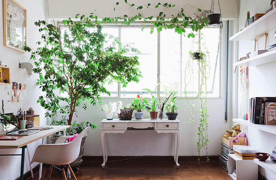 Decoração: Plantas recomendadas para o cultivo em casas ou apartamentos